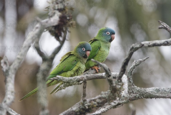 Blue-crowned Parakeet (Thectocercus acuticaudatus) pair, Corrientes, Argentina