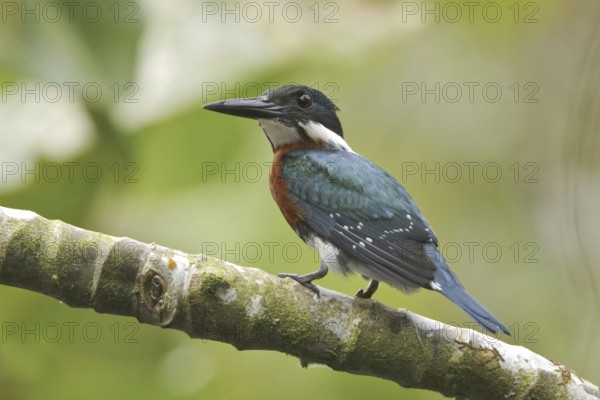 Green Kingfisher (Chloroceryle americana), Ecuador