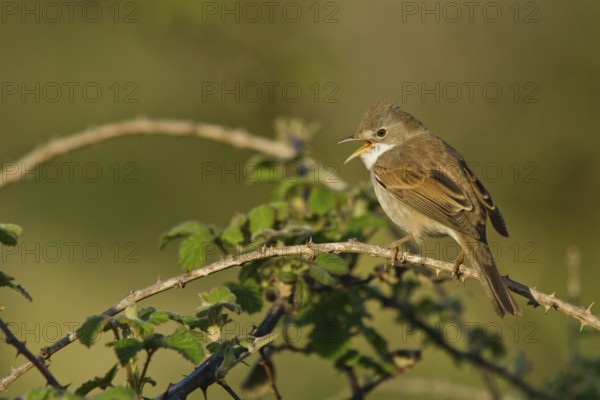 Common Whitethroat (Sylvia communis) female singing, Liguria, Italy