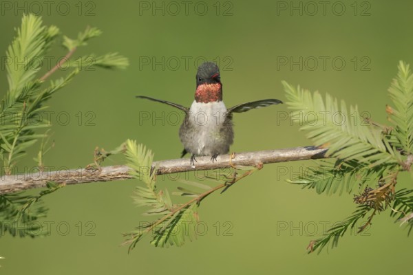 Ruby-throated Hummingbird (Archilochus colubris) male, Texas, USA