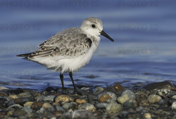 Sanderling (Calidris alba), British Columbia, Canada