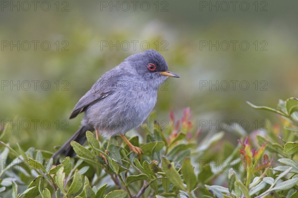 Balearic Warbler (Sylvia balearica)