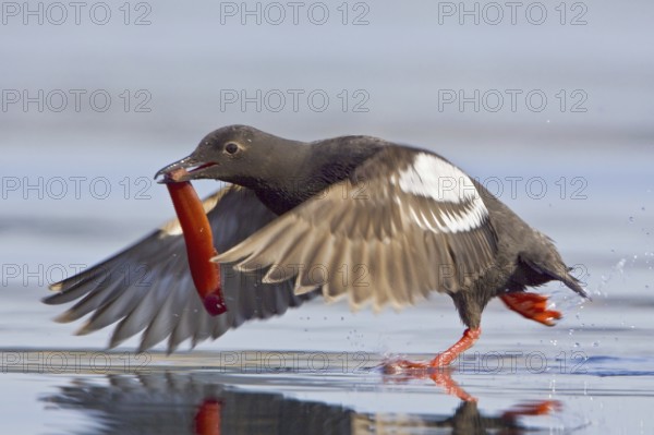 Pigeon Guillemot (Cepphus columba) flying, British Columbia, Canada