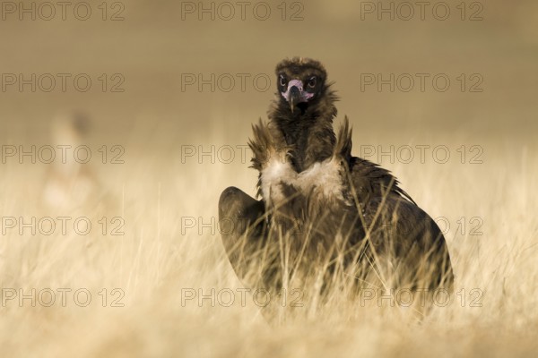 Cinereous Vulture (Aegypius monachus), Castile-La Mancha, Spain