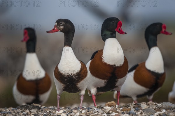 Common Shelduck (Tadorna tadorna), Schleswig-Holstein, Germany