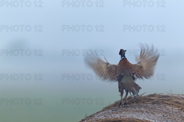 Common Pheasant (Phasianus colchicus) male, Lake Neusiedl, Austria