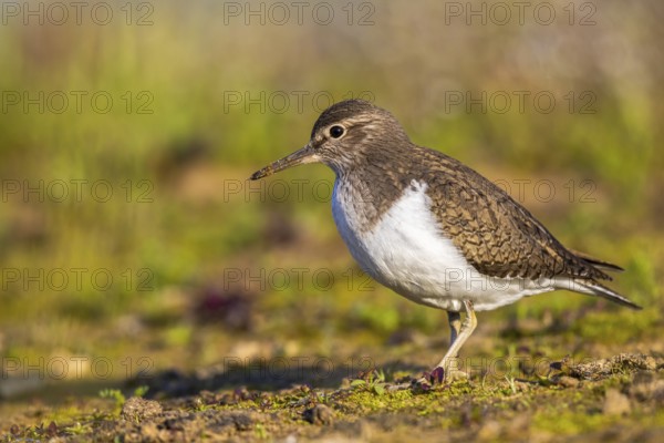 Common Sandpiper (Actitis hypoleucos), North Rhine-Westphalia, Germany