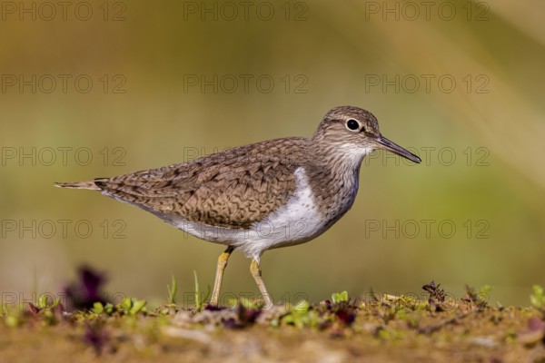 Common Sandpiper (Actitis hypoleucos), North Rhine-Westphalia, Germany