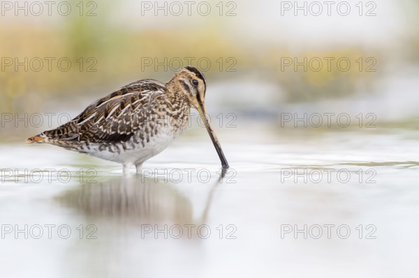 Common Snipe (Gallinago gallinago) foraging, Groningen, Netherlands