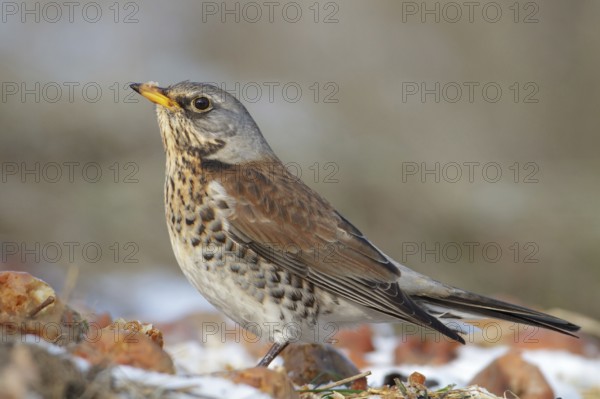 Fieldfare (Turdus pilaris), Saxony, Germany