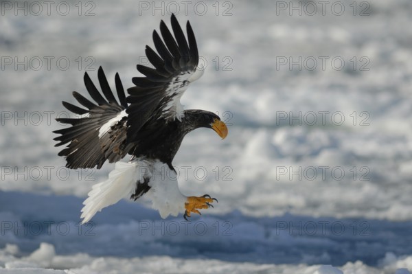 Steller's Sea Eagle (Haliaeetus pelagicus) flying, Hokkaido, Japan