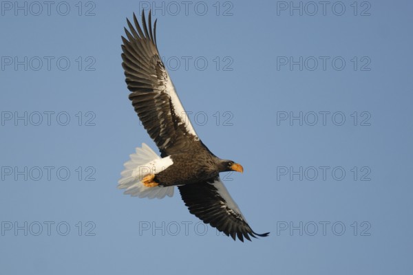 Steller's Sea Eagle (Haliaeetus pelagicus) flying, Hokkaido, Japan