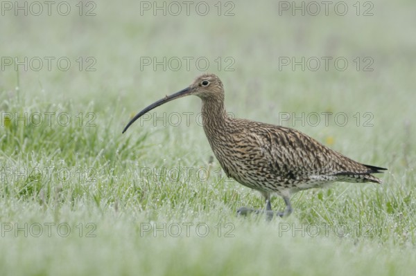 Eurasian Curlew (Numenius arquata) female foraging, North Rhine-Westpalia, Germany