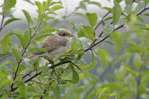 Red-backed Shrike (Lanius collurio) juvenile perched on a branch, North Rhine-Westphalia, Germany