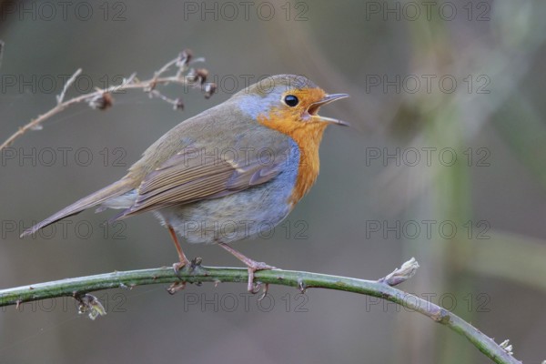 European Robin (Erithacus rubecula) singing from a twig, North Rhine-Westphalia, Germany