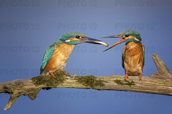Common Kingfisher (Alcedo atthis) pair displaying, Saxony-Anhalt, Germany