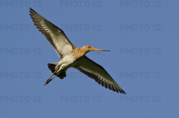 Black-tailed Godwit (Limosa limosa), Schleswig-Holstein, Germany