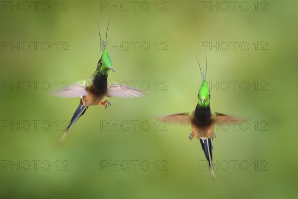 Wire-crested Thorntail, Popelairia popelairii, two hummingbird in fly. Fight in the tropic forest, green beautiful birds with crest, Sumaco, Napo, Ecuador