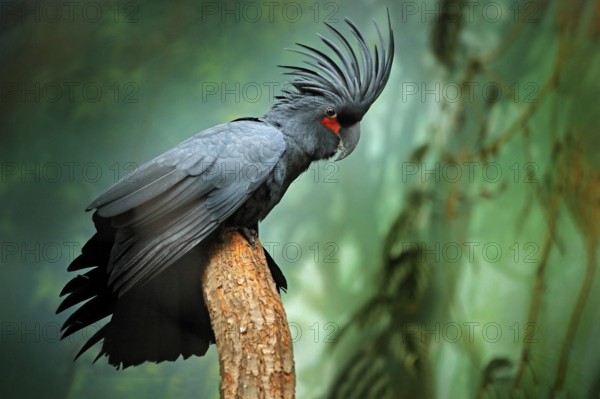 Grey parrot with crest. Detail portrait of dark parrot Palm cockatoo, Probosciger aterrimus, talon in the bill, New Guinea. Head of big grey bird. Wildlife scene from New Guinea, nature habitat