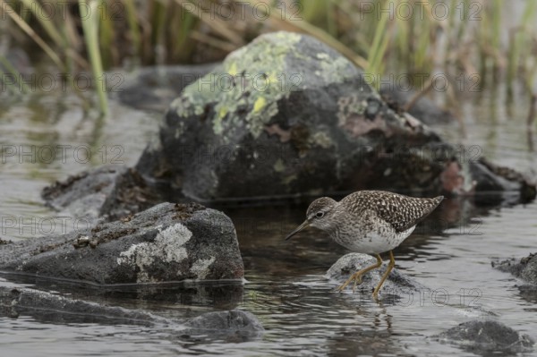 Wood Sandpiper (Tringa glareola), Dalarna, Sweden