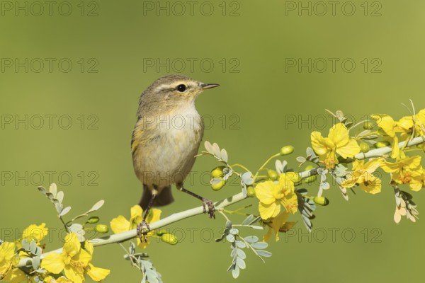 Common Chiffchaff (Phylloscopus collybita), Eilat, Israel