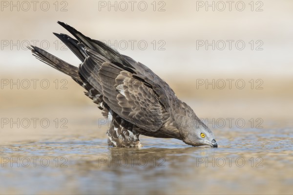 European Honey Buzzard (Pernis apivorus) drinking, Eilat, Israel