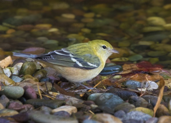 A fall plumage Bay-breasted Warbler, Setophaga castanea at a pond in Saskatoon, Canada