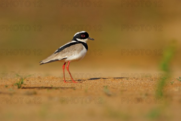 Pied plover, Vanellus cayanus, bird on sand river beach, Pantanal, Brazil. Evening light. water plover in nature habitat. Wildlife scene from nature. Travelling South America