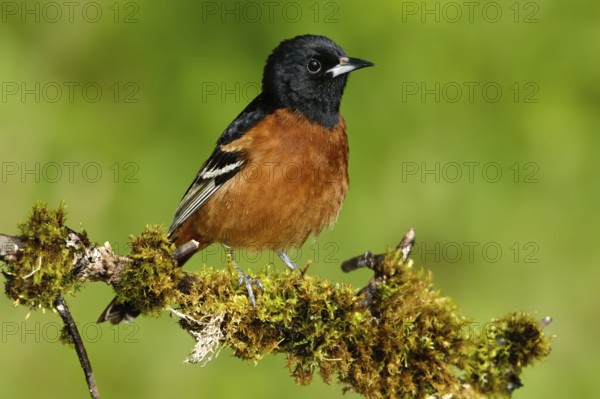 Orchard Oriole (Icterus spurius) male, Texas, USA