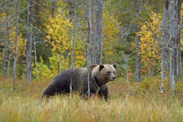 Bear hidden in yellow forest. Autumn trees with bear. Beautiful brown bear walking around lake with fall colours. Dangerous animal in nature wood, meadow habitat. Wildlife habitat from Finland