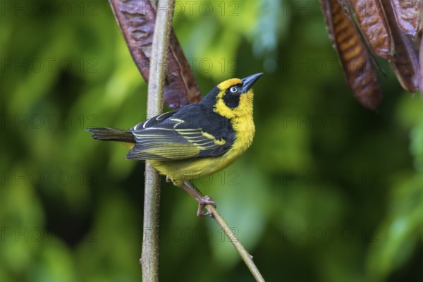 Baglafecht Weaver (Ploceus baglafecht reichenowi), Tanzania