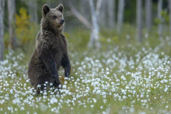 Eurasian Brown Bear (Ursus arctos) cub standing in white cottongrass, Finland