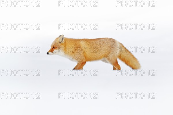 Red fox in white snow. Cold winter with orange fur fox. Hunting animal in the snowy meadow, Japan. Beautiful orange coat animal nature. Wildlife Europe. Detail close-up portrait of nice fox