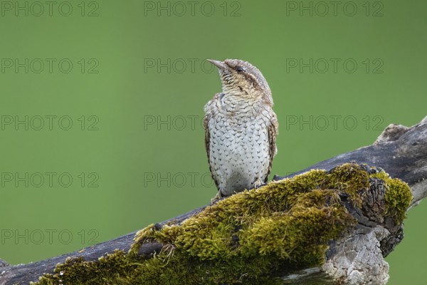 Eurasian Wryneck (Jynx torquilla), Hesse, Germany