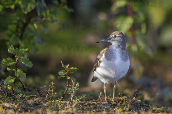 Common Sandpiper (Actitis hypoleucos), North Rhine-Westphalia, Germany