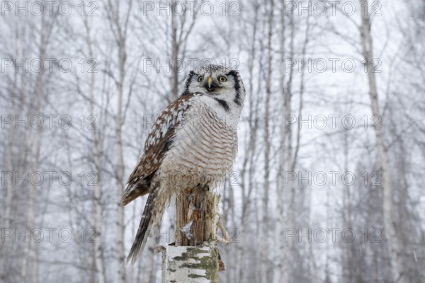 Owl, snow Finland. Nature of north Europe. Snowy winter scene with hawk owl, larch tree. Hawk Owl in nature forest habitat during cold winter. Wildlife scene from nature. Birch tree forest with bird