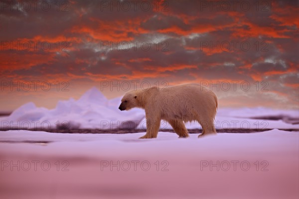 Polar bear on the ice. Two bears love on drifting ice with snow, white animals in nature habitat, Svalbard, Norway. Animals playing in snow, Arctic wildlife. Funny image in nature