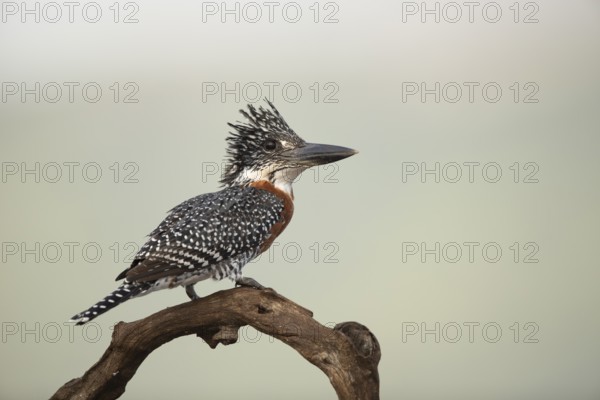 Giant Kingfisher (Megaceryle maxima), South Africa