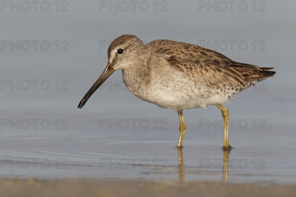 Short-billed Dowitcher (Limnodromus griseus), Florida, USA