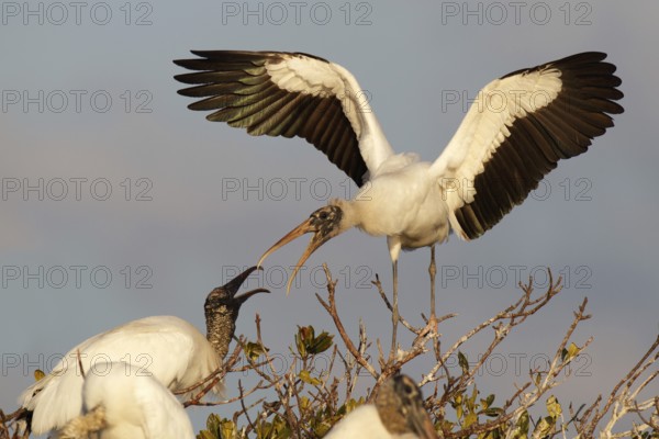Wood Stork (Mycteria americana), Florida, USA