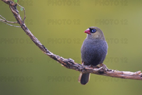 Beautiful Firetail (Stagonopleura bella), Tasmania, Australia