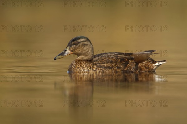 Mallard (Anas platyrhynchos) female, Utrecht, Netherlands
