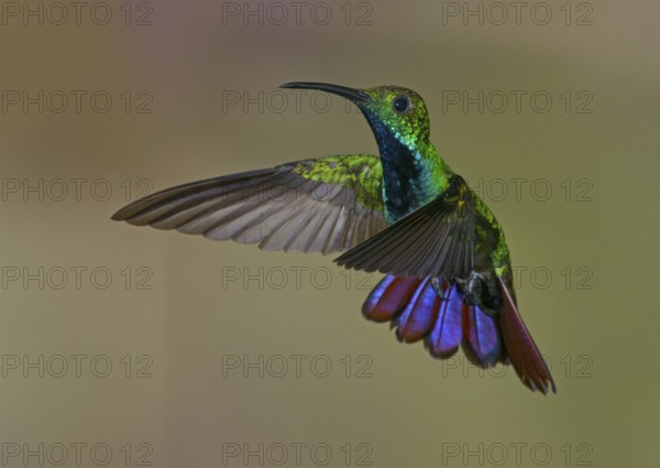 Green-breasted Mango (Anthracothorax prevostii) - at Laguna Lagarto Lodge near Boca Tapada, Costa Rica