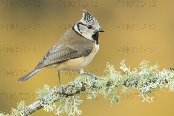 European Crested Tit (Lophophanes cristatus), perched on a branch, Galicia, Spain