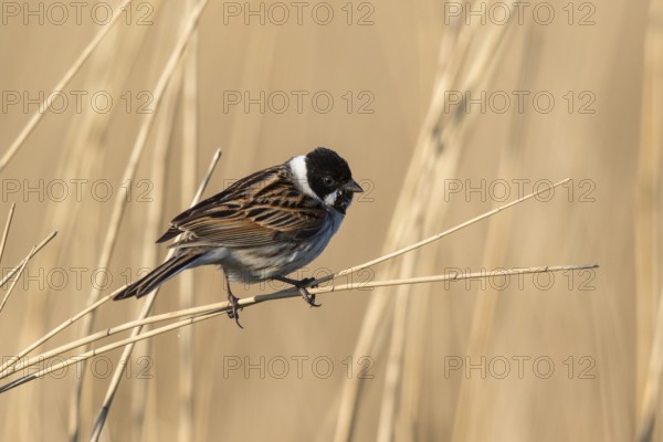 Common Reed Bunting (Emberiza schoeniclus) male, Netherlands