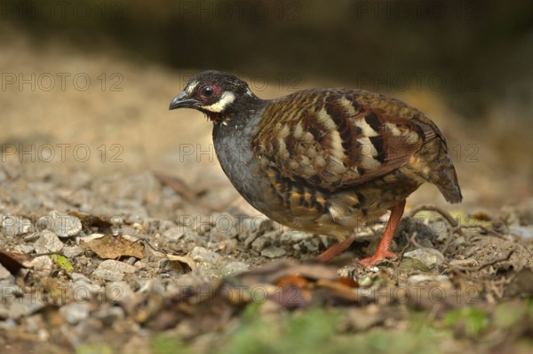 Malaysian Partridge (Arborophila campbelli), Pahang, Malaysia