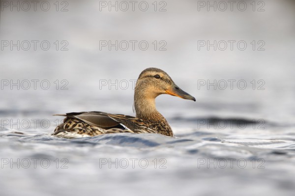 Mallard (Anas platyrhynchos) female, Utrecht, Netherlands