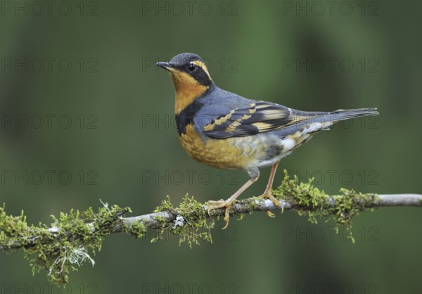 Varied Thrush (Ixoreus naevius), British Columbia, Canada