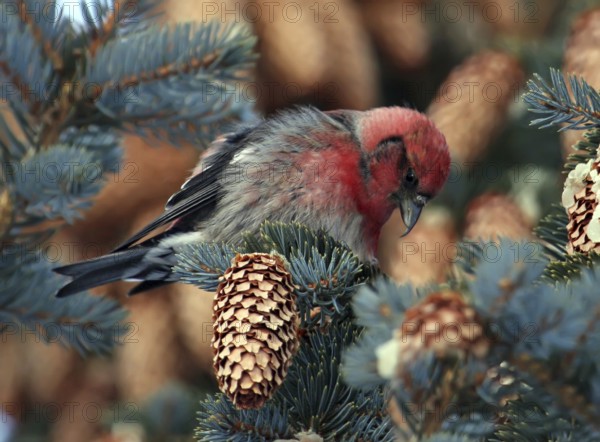 Two-barred Crossbill (Loxia leucoptera) male, Saskatchewan, Canada