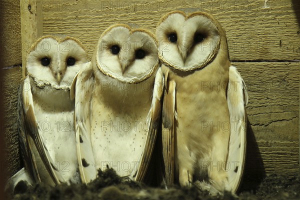 Western Barn Owl (Tyto alba) chicks, Lower Saxony, Germany